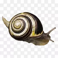 蜗牛腹足类动物-蜗牛
