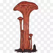 树真菌