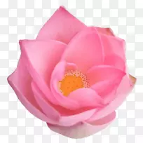 仙人掌玫瑰花园玫瑰蔷薇科切花-斯里兰卡甘尼什