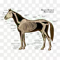 马骨骼骨的骨骼系统解剖-解剖学