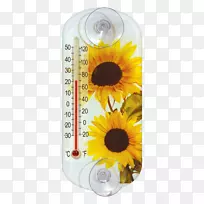向日葵种子雏菊家庭温度计测量.霍梅罗