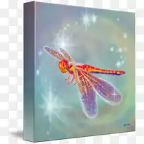 蜻蜓昆虫数码艺术-龙蝇