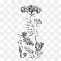 生理系统植物学概论木本植物艺术导论