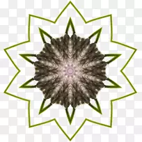 紫罗兰对称开花植物格局-野花