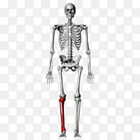 腓骨人骨骼胫骨股骨解剖