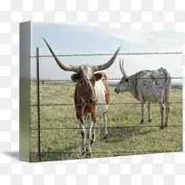 得克萨斯州长角牛英国长角牛