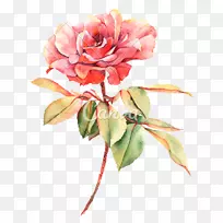 玫瑰水彩画花卉摄影.粉红色水彩花