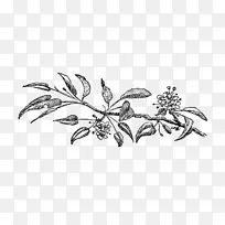 绘画视觉艺术花卉-植物花卉