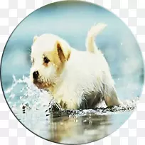 小狗马耳他狗西部高地白狗诺福克猎犬比格-可爱的狗