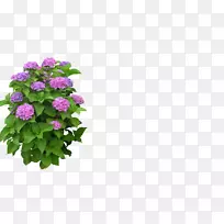 花盆玫瑰植物-水花