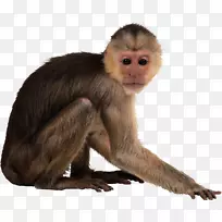 猴子桌面壁纸电脑图标剪贴画动物水彩