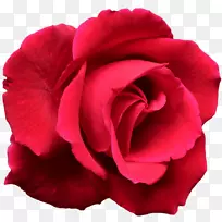 花园玫瑰花完全指南玫瑰桌面壁纸-红色玫瑰装饰