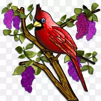 鸟圣路易红衣主教绘画剪贴画丁香花