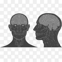 头颈解剖头盖骨脑解剖学