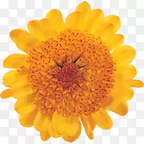 特兰士瓦雏菊摄影版税-免费-达丽亚