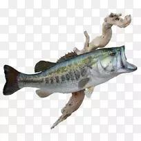 梭子鱼鲈鱼鳕鱼区系-鲈鱼