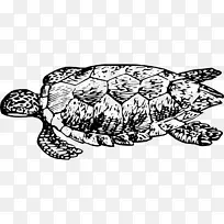乌龟，黑白相间的爬行动物-海龟