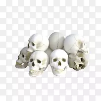 颅骨骨架脊椎动物-坟墓