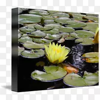 池塘水生植物花瓣-水百合