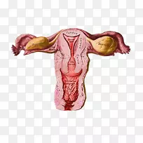 智人肩部、手臂、肌肉、人体解剖