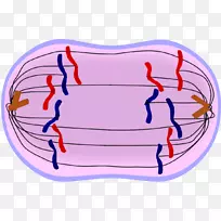 有丝分裂后期胞质分裂中期间期