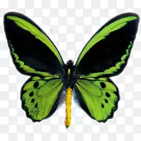 澳大利亚蝴蝶保护区昆虫食蚁兽