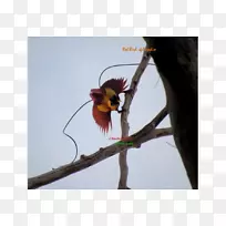 婆罗洲野生动物摄影鸟昆虫粉鸟