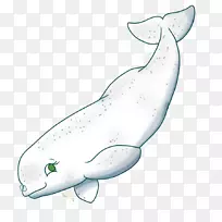 白鲸画夹艺术-幼鲨