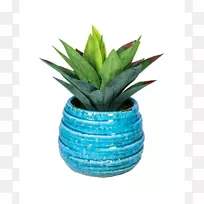 马约瑞尔蓝马约瑞尔花园绿松石花盆植物