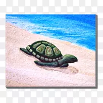 海龟爬行动物绿松石龟