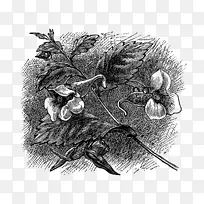 爱荷华州杰斐逊县的历史：(1879年)黑白插画