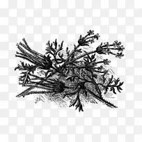 树木木本植物黑白单色摄影.花卉插图