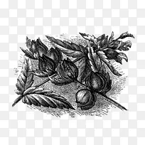 黑白绘画单色摄影.花卉插图