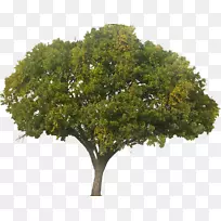 乔木栎属植物-热带水果