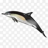 短喙普通海豚普通宽吻海豚条纹海豚粗齿海豚lg