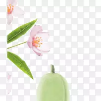 杏仁奶毛卡佩利-杏仁