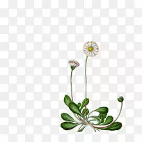 普通菊花多年生植物种子雏菊科-甘菊