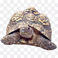 爬行动物海龟豹龟箱龟-龟