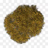 乔木林植物橄榄树-秋