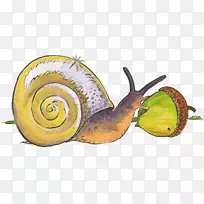 蜗牛腹足类鼻涕虫食用动物-蜗牛