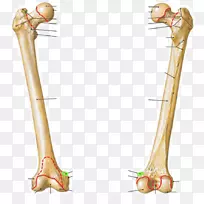 股骨股癣解剖胫骨粗隆间线解剖