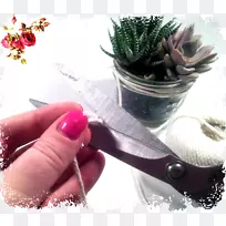 古典玫瑰：家庭和花园的美丽品种，手指餐具，指甲，花盆，梅森罐子。