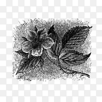 视觉艺术静物摄影单色摄影植物花卉