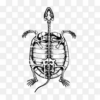 龟甲人骨骼骨夹艺术