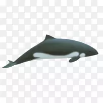 江豚图库西海维赛德的海豚