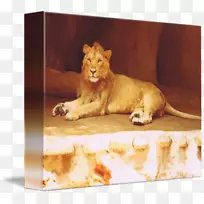 猫科胡须食肉野生动物-舞狮