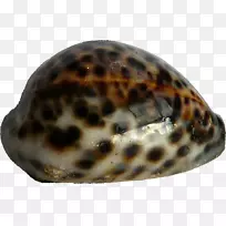 海蜗牛腹足动物鼻涕虫壳