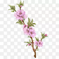 切花花卉设计植物茎-杏仁