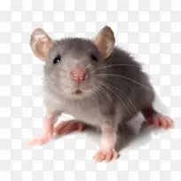 电脑老鼠喜欢的老鼠害虫-老鼠