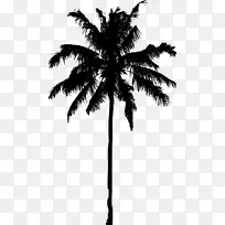 槟榔科剪影摄影-棕榈树